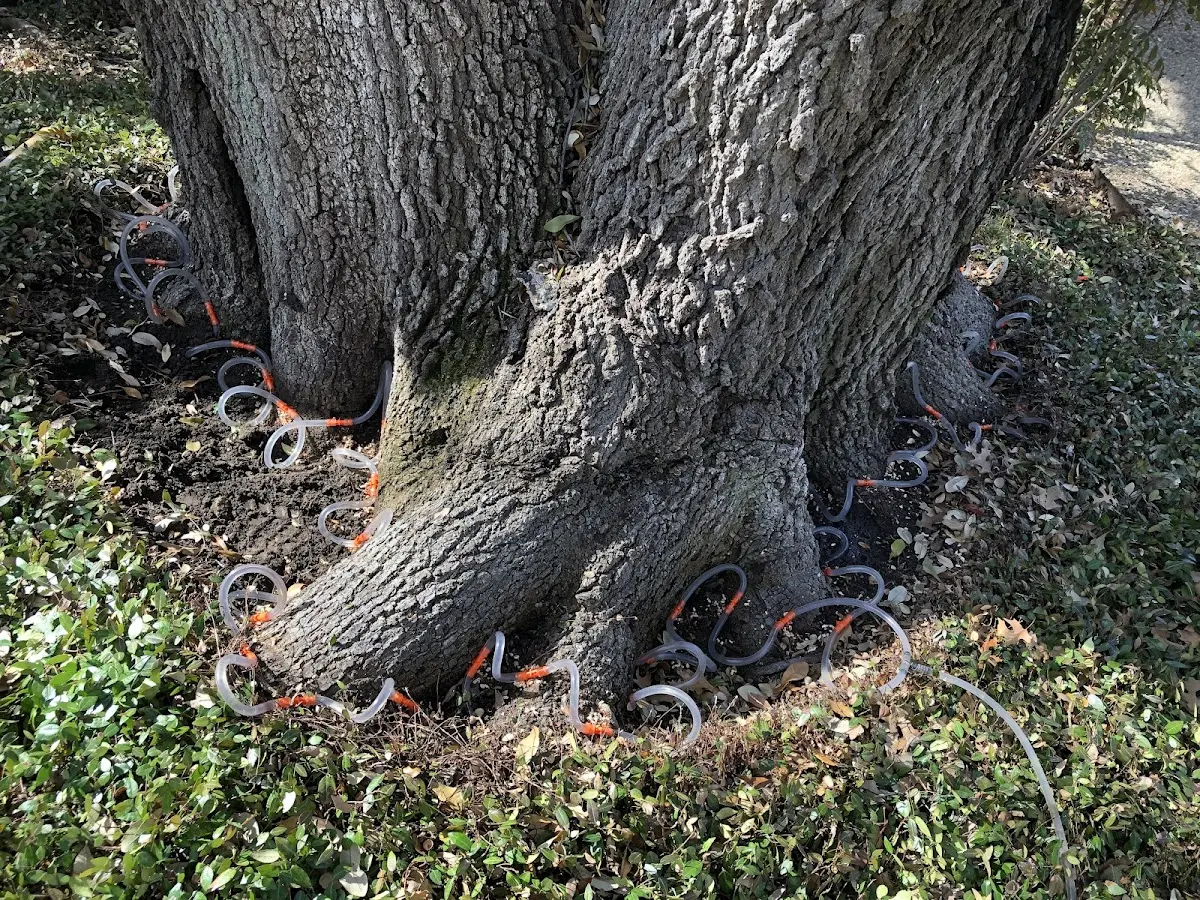 Detailed Tree Cabling and Bracing job site in Brooks