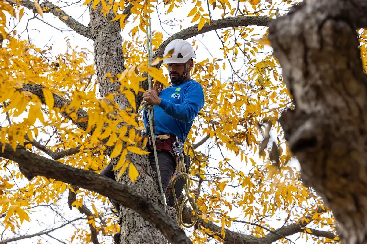 Skilled Dead Tree Removal crew working in Brooks